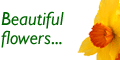 Clare Florist, delivering lovely fresh Freesia throughout the UK, next day without an
