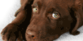 Hundefutter kostenlos