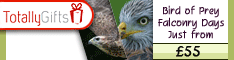 Birds of Prey Experience