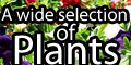 Postal Plants Direct