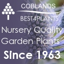 Garden plants online